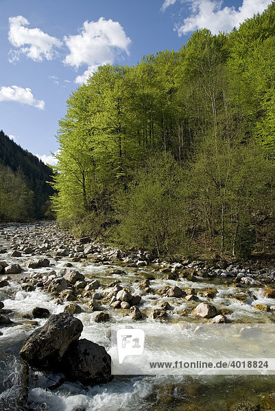 Reichramingbach im Frühling  Nationalpark Kalkalpen  Oberösterreich  Österreich  Europa