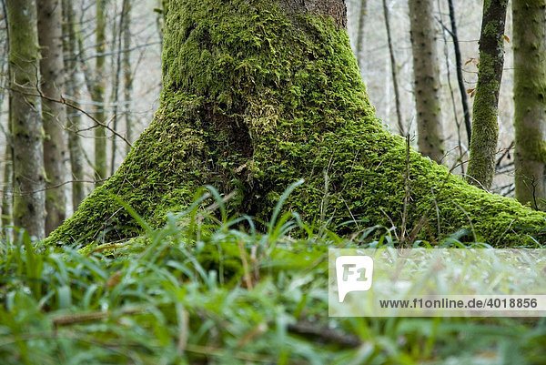 Baumstamm mit Moos  Nationalpark Kalkalpen  Oberösterreich  Österreich  Europa