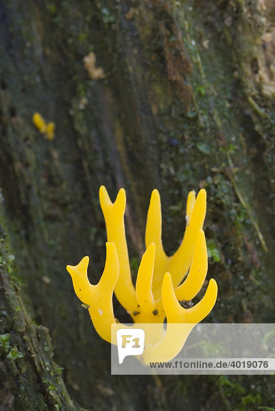 Klebriger Hörnling (Calocera viscosa)  Nationalpark Kalkalpen  Oberösterreich  Österreich  Europa