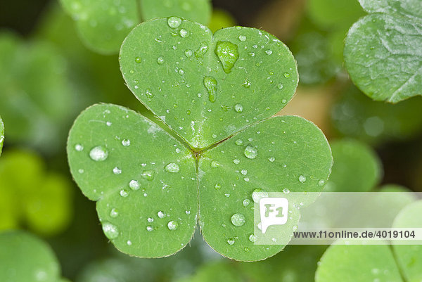 Waldsauerklee (Oxalis acetosella)  Nationalpark Kalkalpen  Oberösterreich  Österreich  Europa