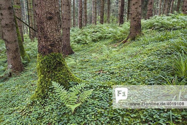Waldboden  Nationalpark Kalkalpen  Oberösterreich  Österreich  Europa