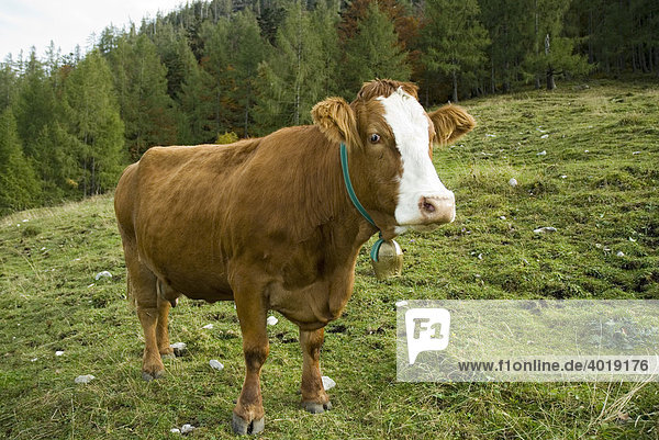 Kuh auf der Weide  Reichraming  Oberösterreich  Österreich  Europa
