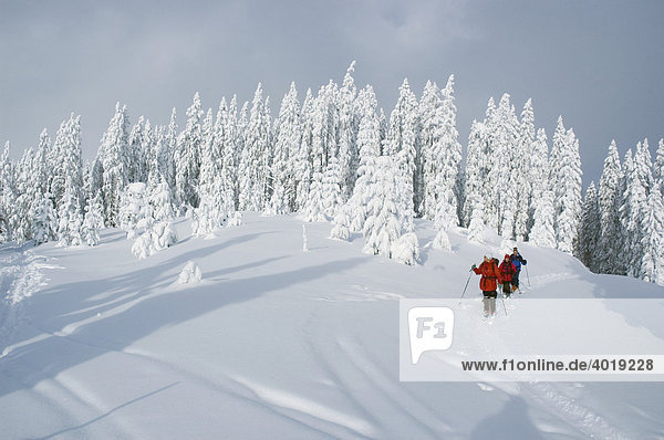 Ski tour through a winter landscape on Gschaideggkogel Mountain  Gesaeuse National Park  Styria  Austria