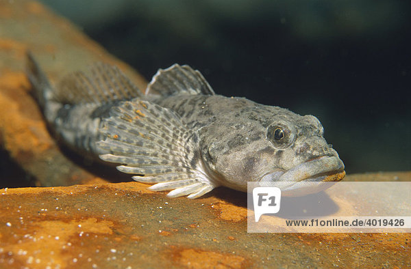 Groppe  Mühlkoppe (Cottus gobio)  Kastenreith  Oberösterreich  Österreich  Europa