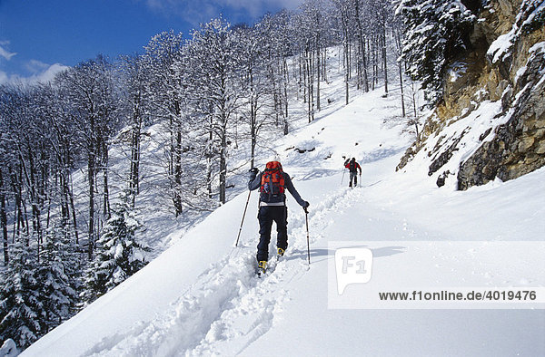 Skifahrer auf Skitour in den Voralpen  Nationalpark Kalkalpen  Oberösterreich  Österreich  Europa