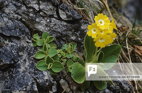 Petergstamm Aurikel (Primula auricula L.)  Nationalpark Kalkalpen  Oberösterreich  Österreich  Europa