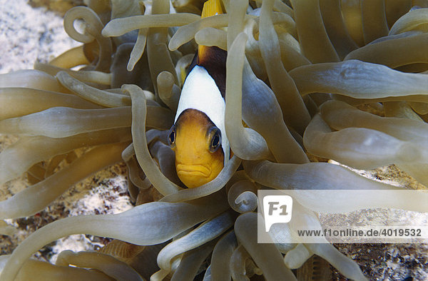 Ein Rotmeer Anemonenfisch (Amphiprion bicinctus) in einer Blasenanemone (Entacmaea quadricolor)  Rotes Meer  Ägypten  Afrika