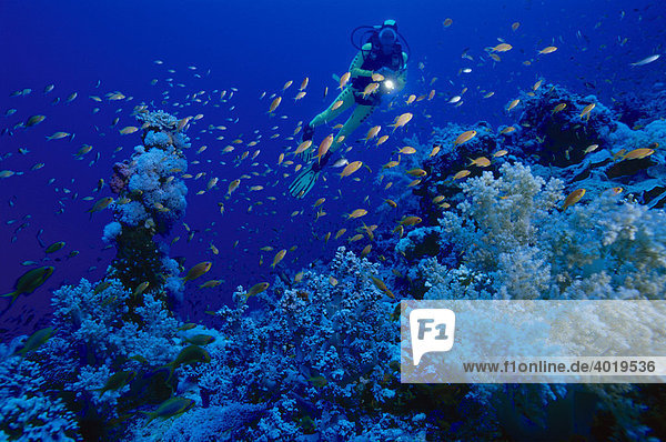 Woman scuba diver observing sea fauna and flora  Red Sea  Egypt  Africa