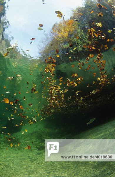 Unterwasseraufnahme eines Gebirgsbaches mit Herbstlaub auf der Wasseroberfläche