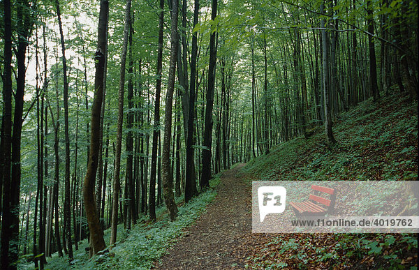 Waldweg mit roter Bank in einem sommerlichen Buchenwald im Nationalpark Kalkalpen  Oberösterreich  Österreich  Europa