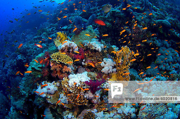 Unterwasserlandschaft im Roten Meer