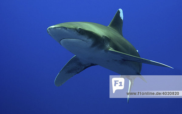 Weißspitzen-Hochseehai (Carcharhinus longimanus) im Roten Meer