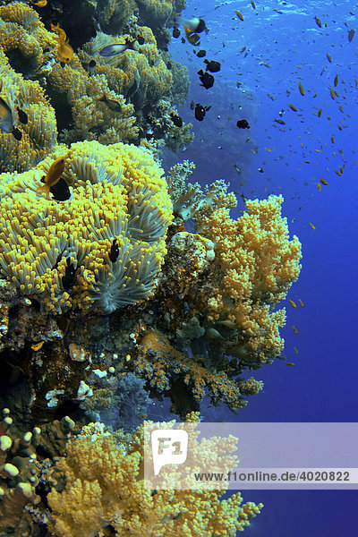 Anemonenriff  Unterwasserlandschaft  Rotes Meer