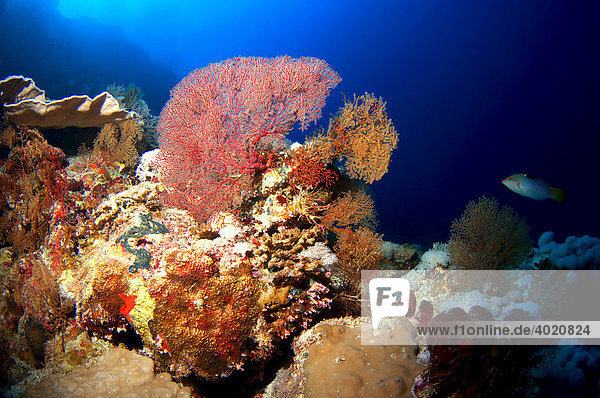 Unterwasserlandschaft bei Brother Island  Rotes Meer  Ägypten  Afrika
