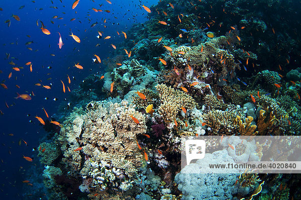 Unterwasseraufnahme vom Roten Meer  Ägypten  Afrika