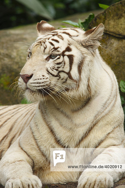 Weißer Tiger (Panthera tigris)  liegend  Zoo von Singapore  Singapur  Asien