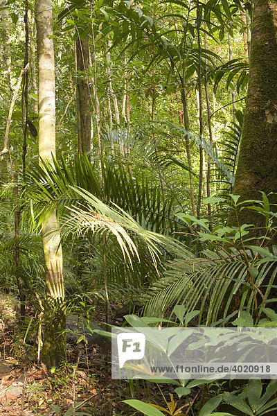Regenwald  Terjun Temurun Nationalpark  Langkawi  Malaysia  Südostasien