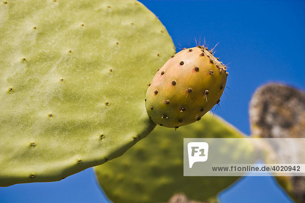 Kaktusfeige (Opuntia)  Nahaufnahme