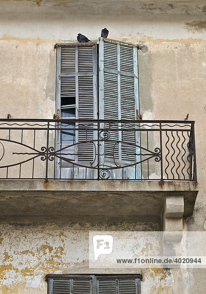 Tauben sitzen auf Fensterläden  altes Gebäude  Seitengässchen in Antibes  Französische Riviera  Südfrankreich  Frankreich  Europa