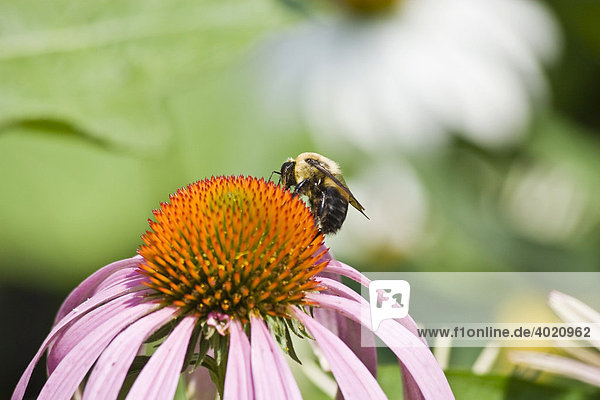 Biene bestäubt einen Sonnenhut (Echinacea)