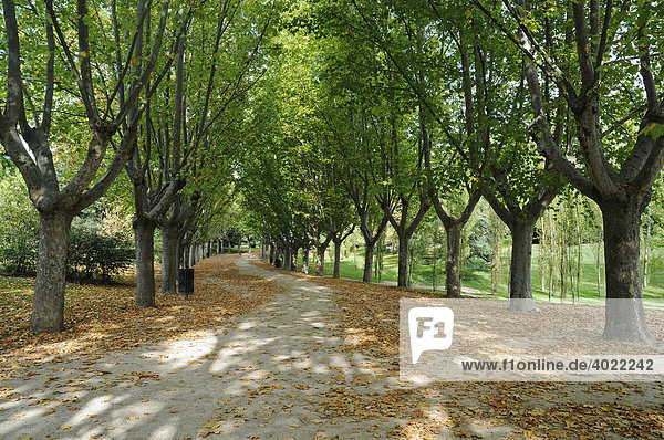 Menschenleerer Weg  Bäume  Parque del Oeste  Park  Grünanlage  Madrid  Spanien  Europa