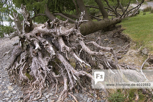 Wurzeln  umgestürzter Baum  Lake Buttermere  Lake District  Cumbria  Nord England  Großbritannien  Europa