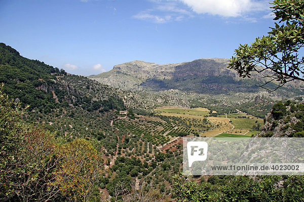 Ausblick von der Klosteranlage Lluc auf Obstplantagen und Weiden  Santuari de Lluc  Serra de Tramuntana  Escorca  Mallorca  Balearen  Spanien  Europa