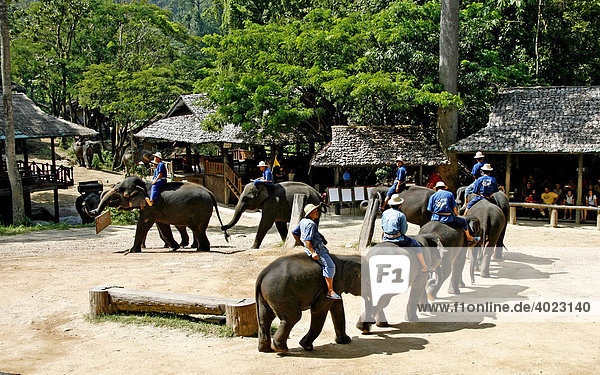 Elephant show  elephant farm  Mae Sa Valley  jungle  near Chiang Mai  Thailand  Asia