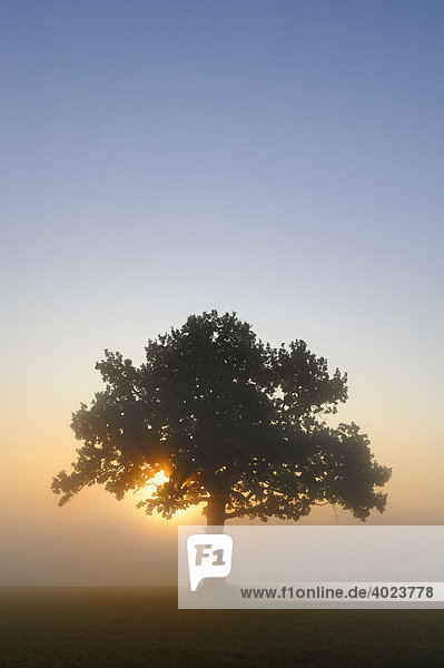 Stieleiche (Quercus robur) bei Sonnenaufgang