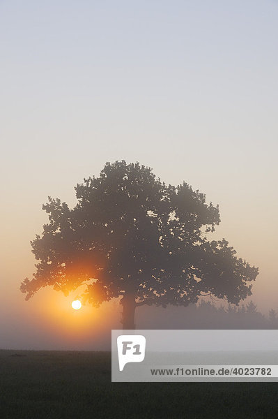 Stieleiche (Quercus robur) bei Sonnenaufgang