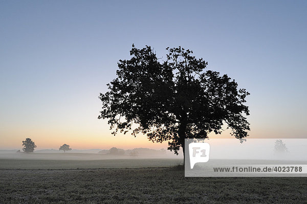 Stieleiche (Quercus robur) vor Sonnenaufgang