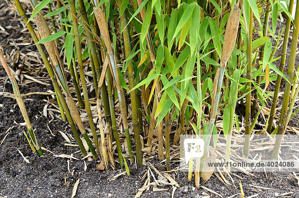 Bambus (Fargesia) 'Standing Stone