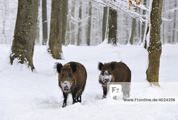 Wild Boars (Sus scrofa) in the snow