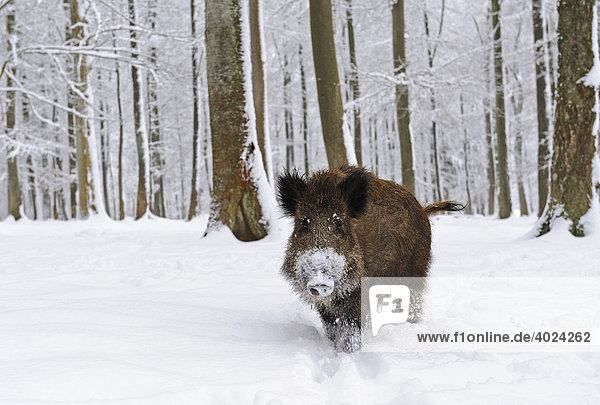 Wildschwein (Sus scrofa) im Schnee