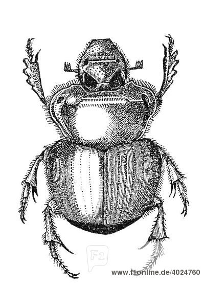 Holzstich  Blatthornkäfer (Scarabaeidae)