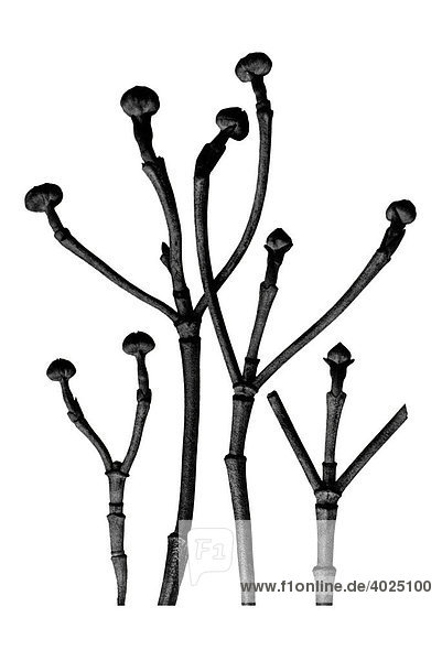 Historische Aufnahme  Virginische Hundsbeere (Cornus florida)  aus: Karl Blossfeldt  Urformen der Kunst