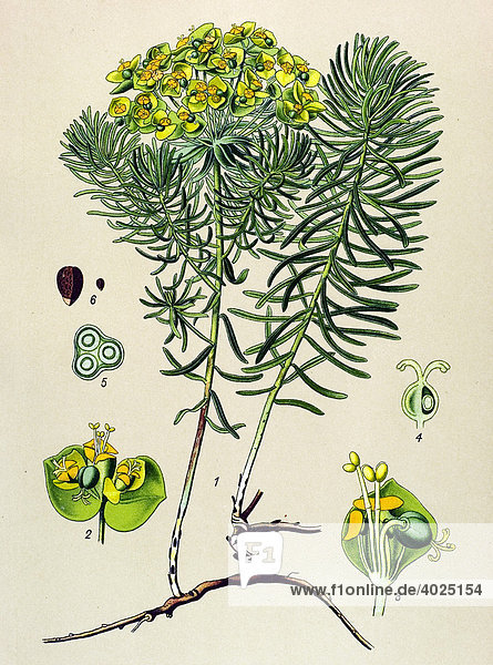 Historische Illustration  Cypressen-Wolfsmilch  Zypressen-Wolfsmilch (Euphorbia cyparissias)  Giftpflanze  Heilpflanze
