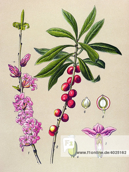 Historische Illustration  Seidelbast (Daphne mezereum)  Giftpflanze  Heilpflanze