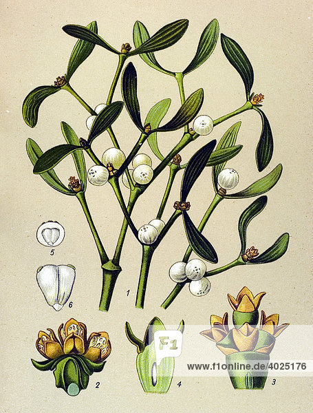 Historische Illustration  Weißbeerige Mistel (Viscum album)  Giftpflanze