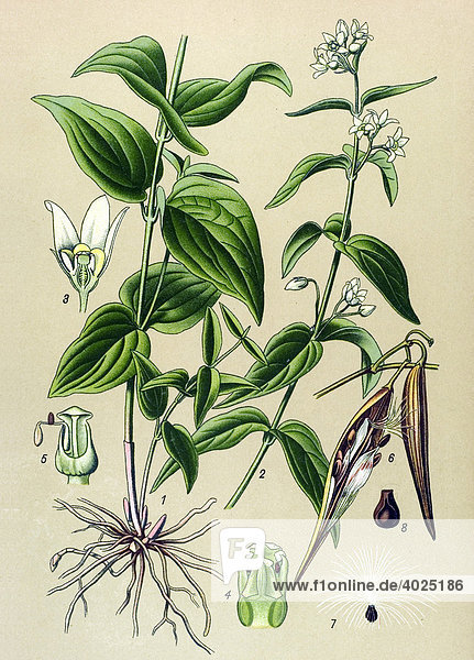 Historische Illustration  Gemeine Schwalbenwurz (Vincetoxicum officinale  Vincetoxicum hirundinaria)  Giftpflanze