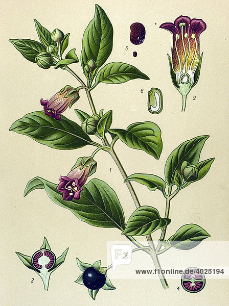 Historische Illustration  Schwarze Tollkirsche (Atropa belladonna)  Giftpflanze  Heilpflanze
