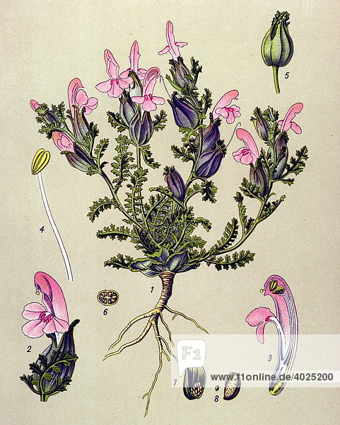 Historische Illustration  Wald-Läusekraut (Pedicularis sylvatica)  Giftpflanze