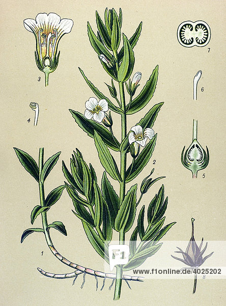 Historische Illustration  Gottesgnadenkraut  Gottes-Gnadeskraut (Gratiola officinalis)  Giftpflanze