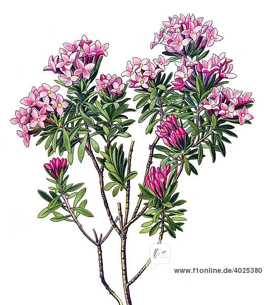 Historische Illustration  Rosmarin-Seidelbast (Rose DaphneDaphne cneorum)  Giftpflanze