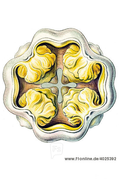 Historische Illustration  Taschenqualle (Peromedusae)  isoliertes Mundrohr  Tafel 38  Ernst Haeckel  Kunstformen der Natur