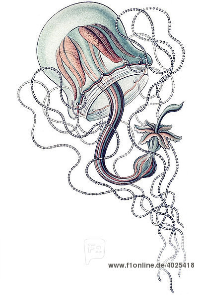 Historische Illustration  Kolbenqualle (Trachymedusae)  geschlechtsreife Meduse  Tafel 26  Ernst Haeckel  Kunstformen der Natur