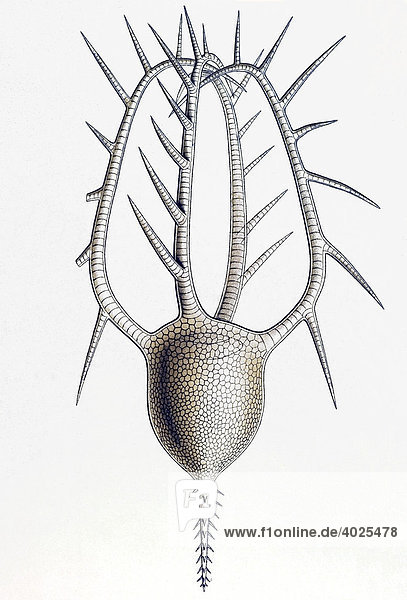 Historische Illustration  Tafel 1  Titel Phaeodaria  Rohrstrahlinge  Name Circogonia  5/ Medusetta tetranema  Fam Medusettiden  Ernst Haeckel  Kunstformen der Natur