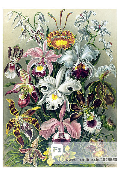 Historische Illustration  Orchideen (Orchideae)  Tafel 74  Ernst Haeckel  Kunstformen der Natur