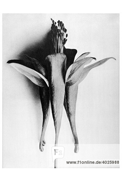 Historische Aufnahme  Akelei (Aquilegia chrysantha)  Karl Blossfeldt  Urformen der Kunst