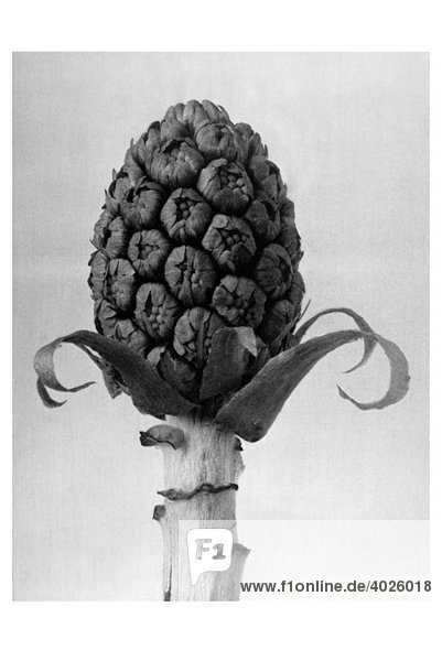 Historische Aufnahme  Pestwurz (Petasites hybridus)  Karl Blossfeldt  Urformen der Kunst